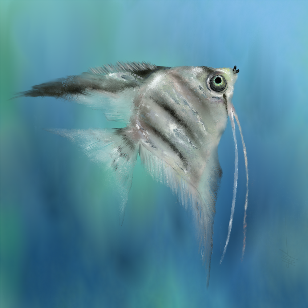 Elegant Angelfish with detailed flowing fins and a bright eye, set against a blurred blue background.